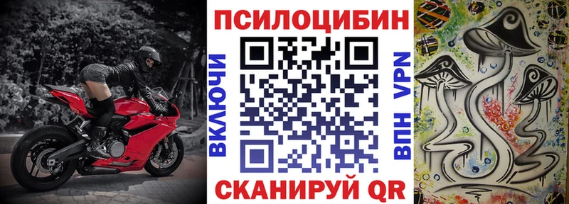 Купить где  Ершов  Псилоцибиновые грибы Psilocybe 